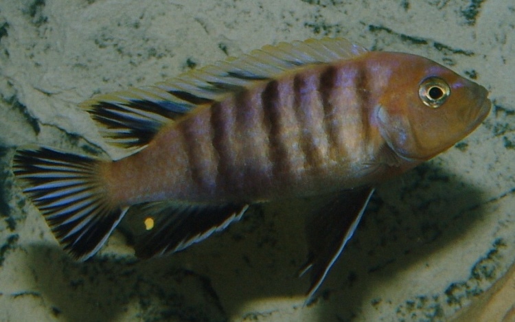 Cynotilapia sp. 'lion' Lion's Cove